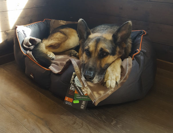 Ferienwohung Gspon / mit Hund