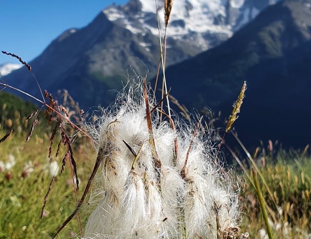 Wiese und Balfrin / Saas Tal